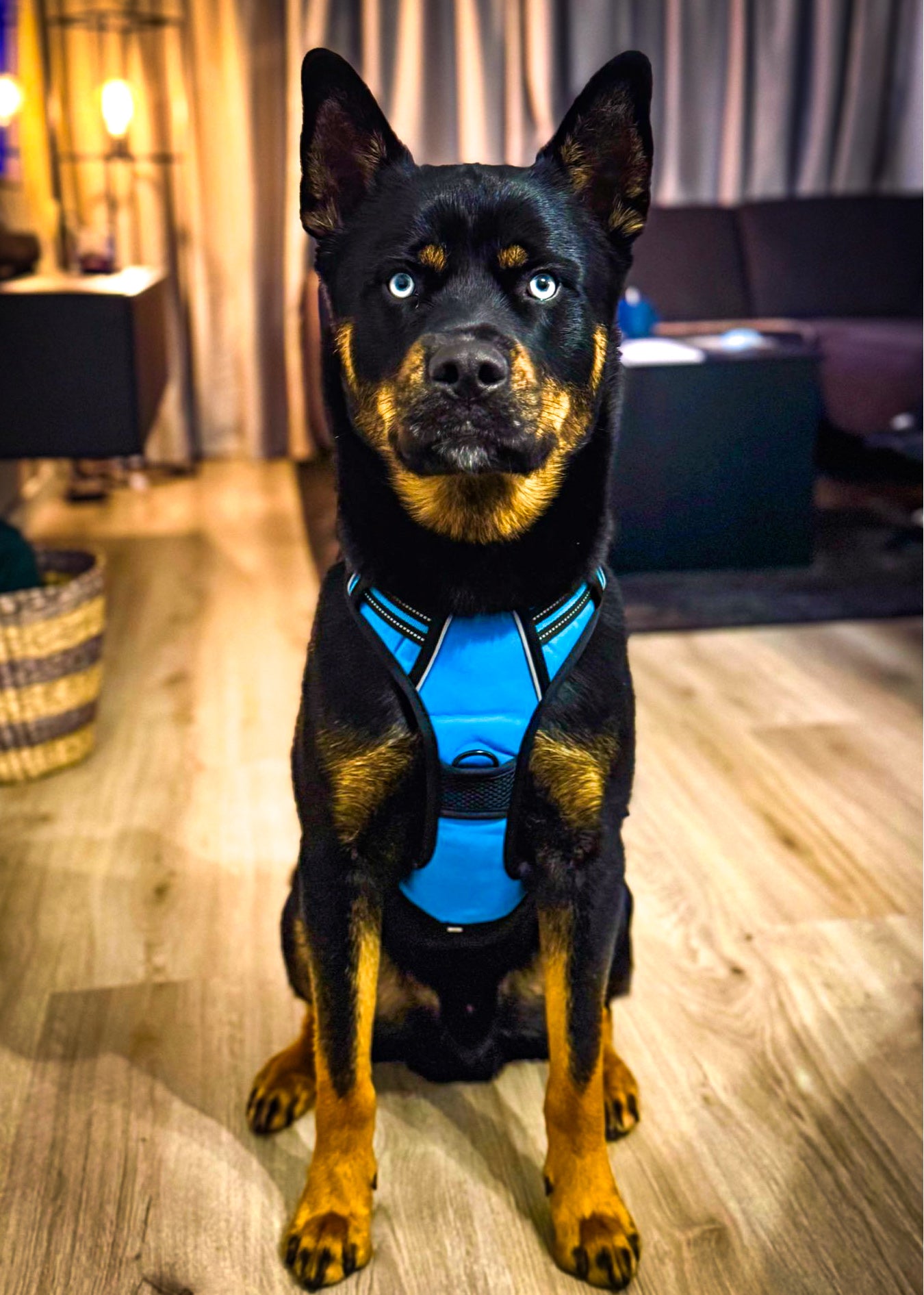 TugTail VentureFit Harness & Leash Set