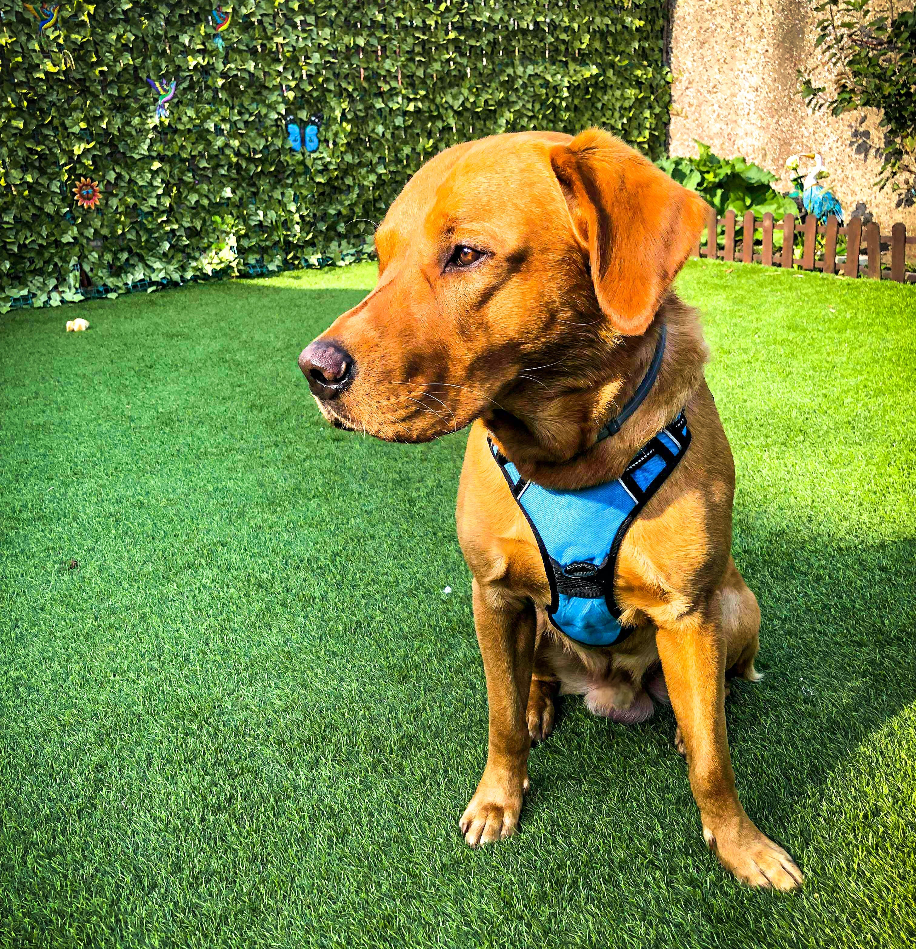 TugTail Harness & Leash Set