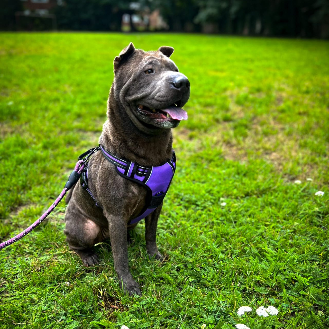 TugTail Harness & Leash Set