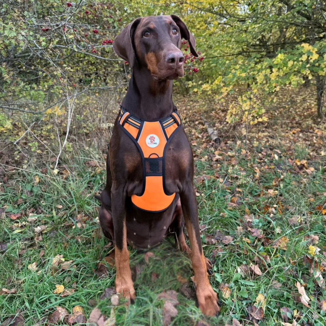 TugTail Harness & Leash Set