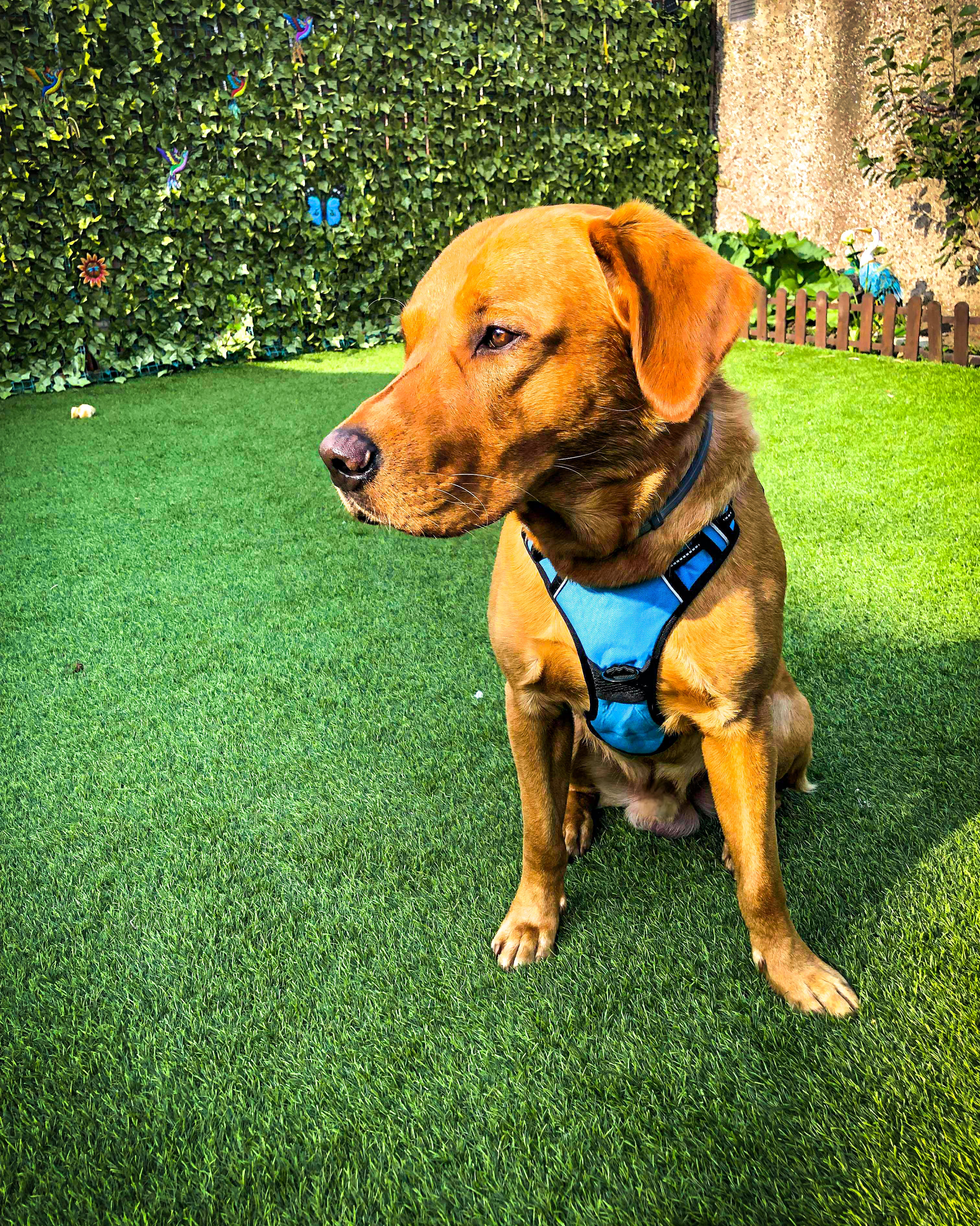 TugTail VentureFit Harness & Leash Set