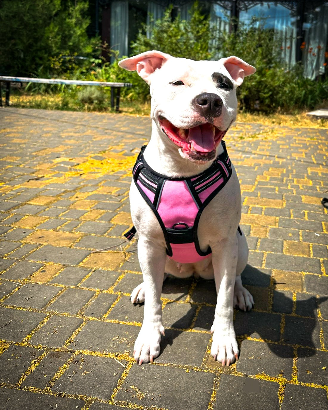 TugTail VentureFit Harness & Leash Set
