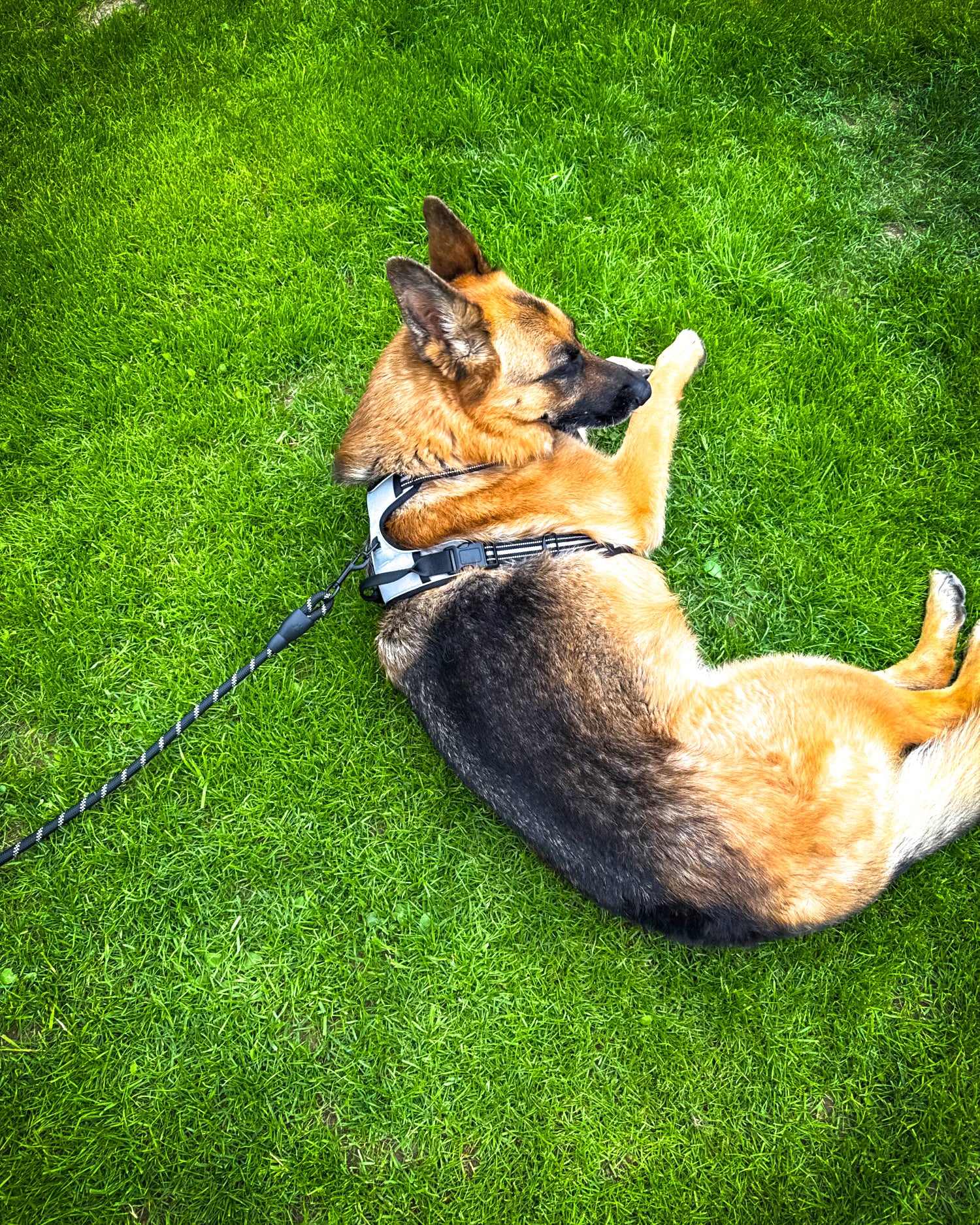 TugTail VentureFit Harness & Leash Set